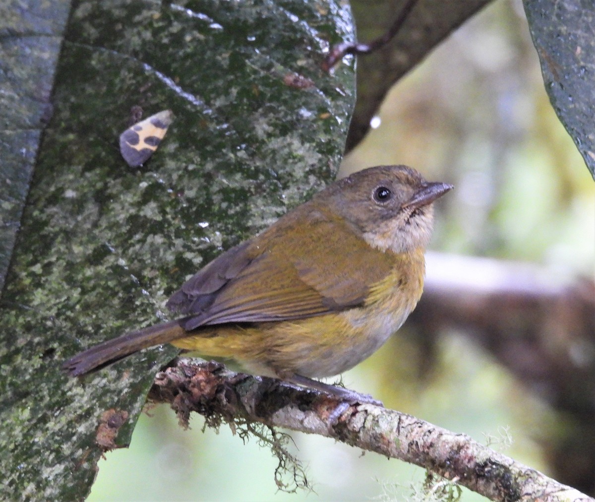 Common Chlorospingus (Northern Andes) - ML577431391
