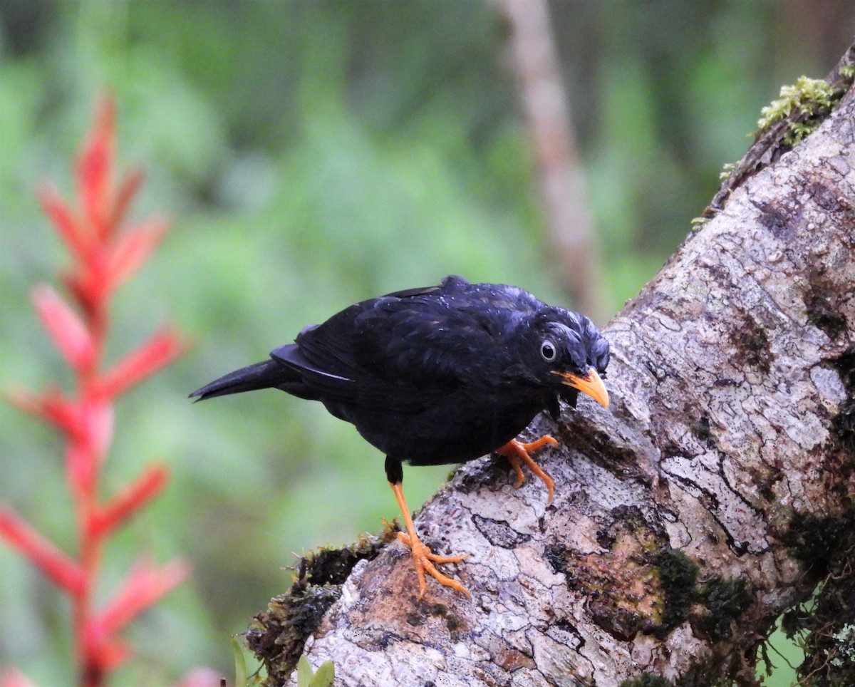 Pale-eyed Thrush - ML577431481