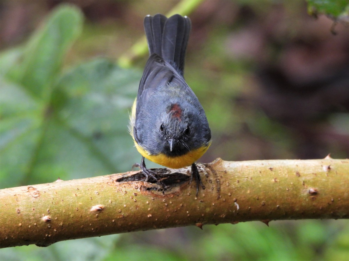 Slate-throated Redstart - ML577431641