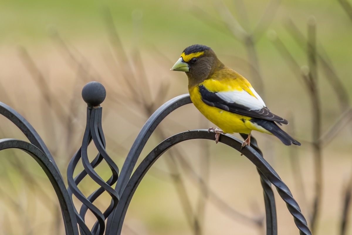 Evening Grosbeak - ML577432851