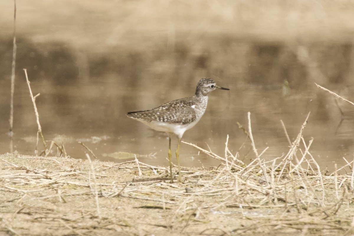 Wood Sandpiper - ML577433361