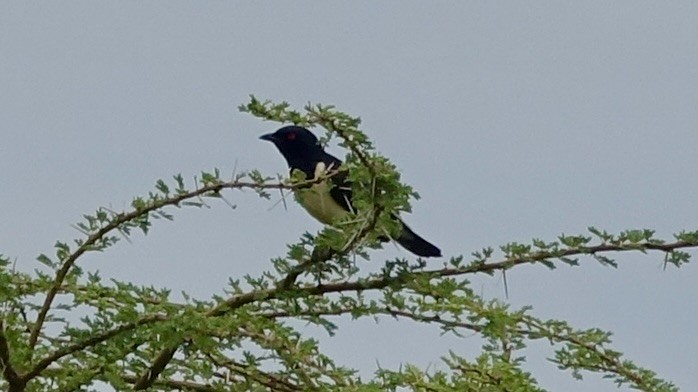 Magpie Starling - ML577433571