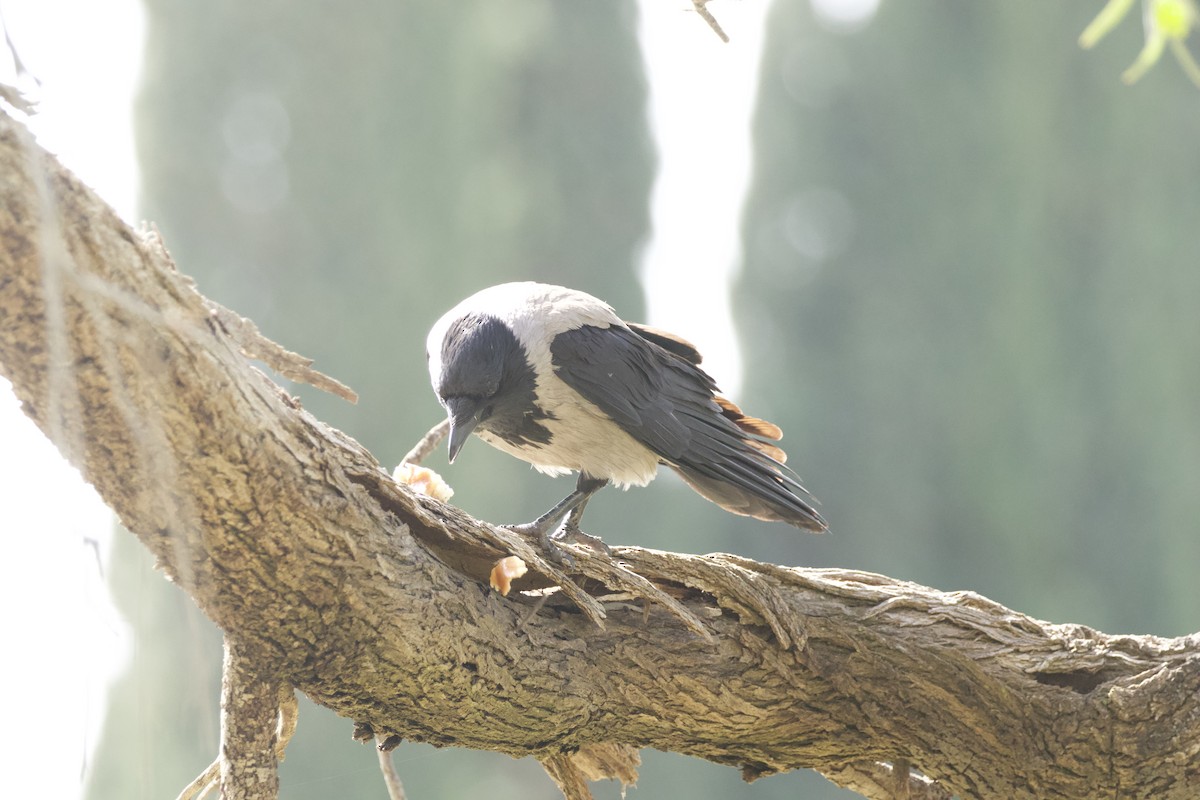 Hooded Crow - ML577434291