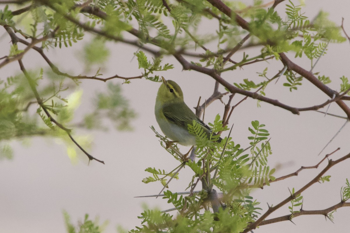 Wood Warbler - ML577434381