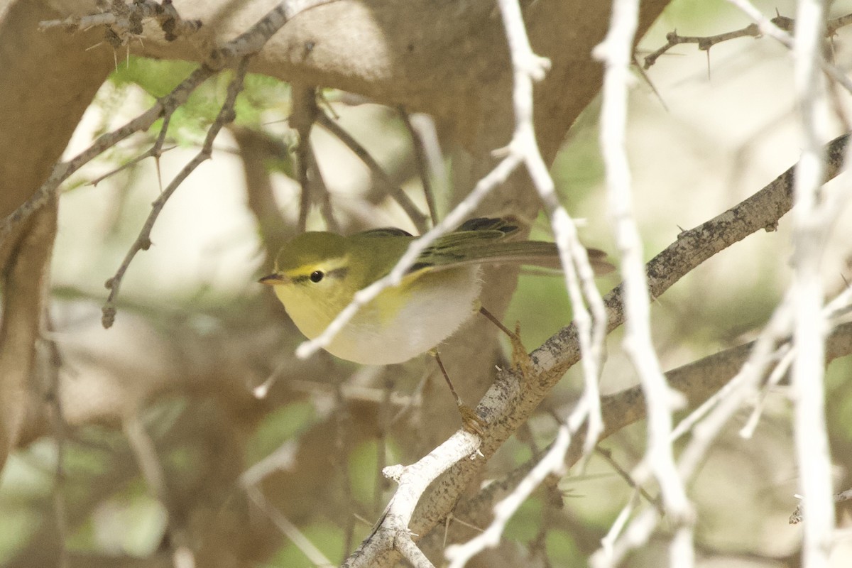 Wood Warbler - ML577434391