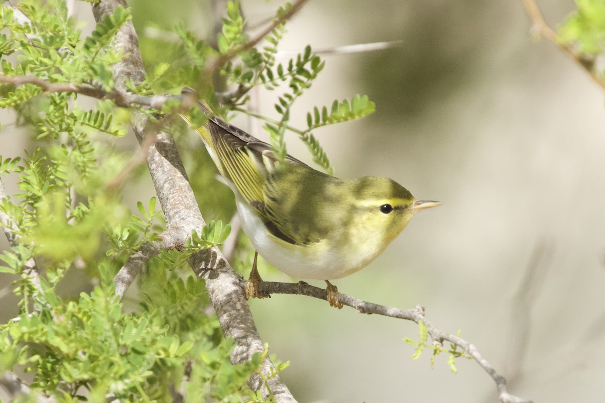 Wood Warbler - ML577434401