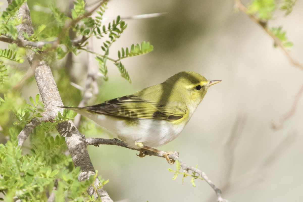 Wood Warbler - ML577434421