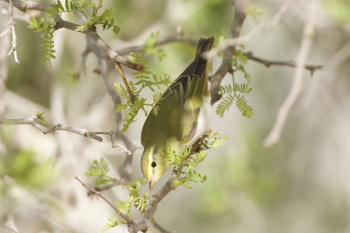 Wood Warbler - ML577434431