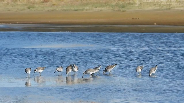 Bindenstrandläufer - ML577434651