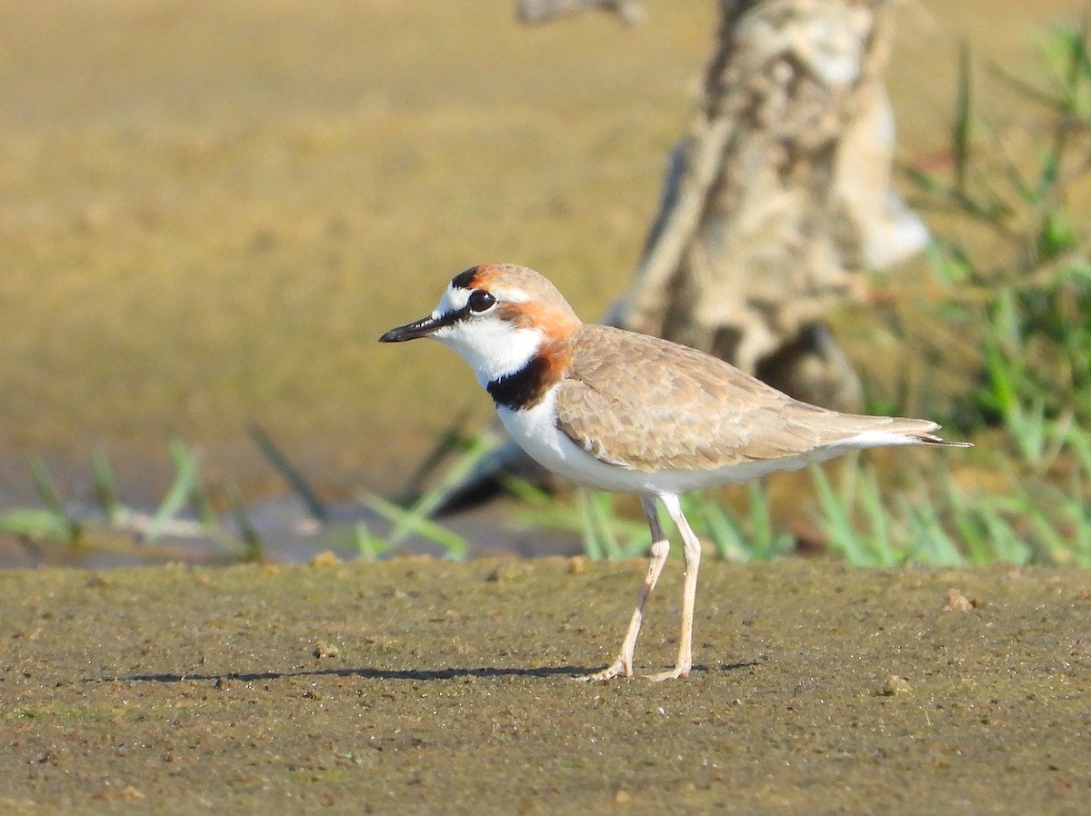 Collared Plover - ML577434701