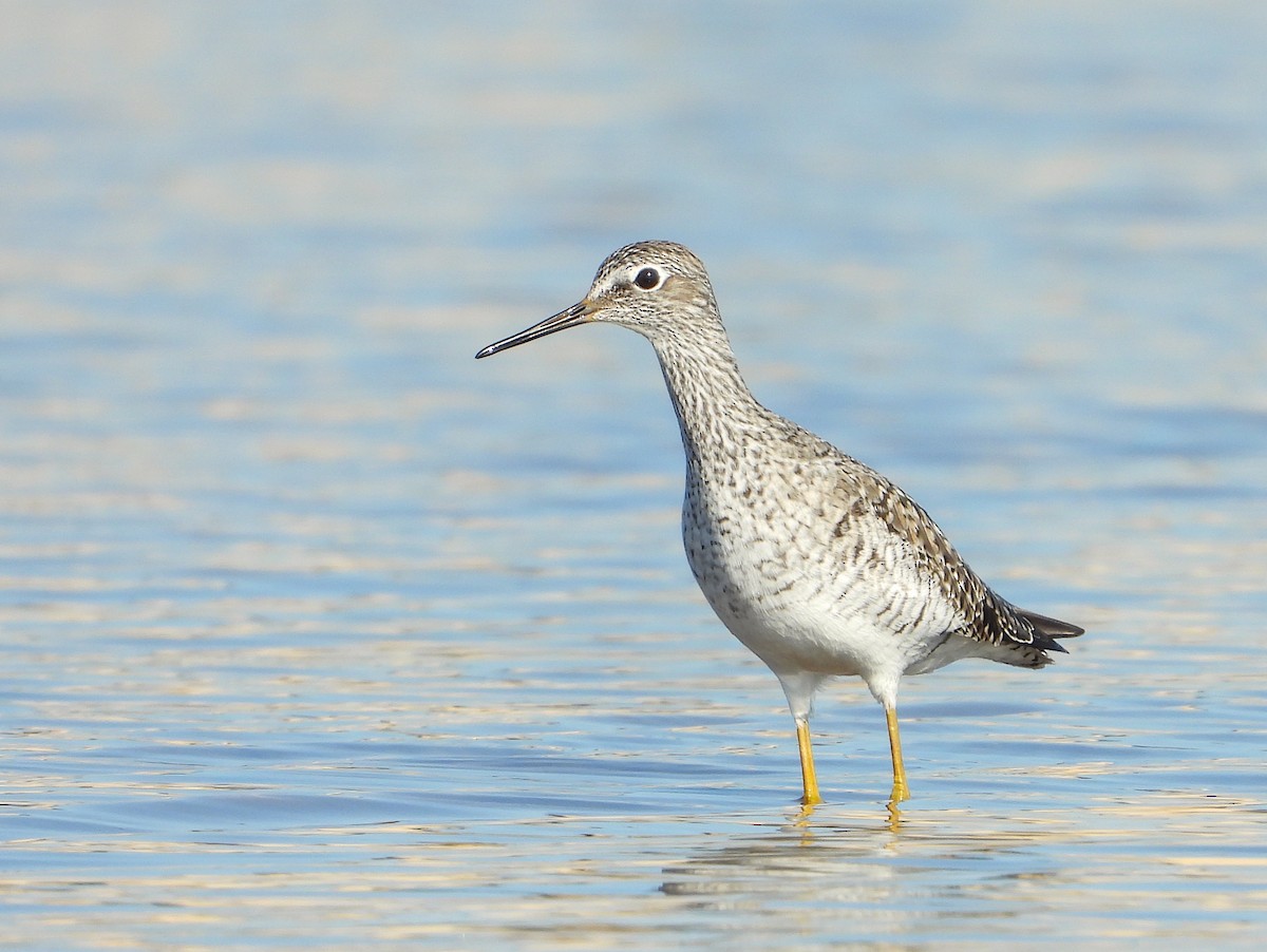 Greater Yellowlegs - ML577434931