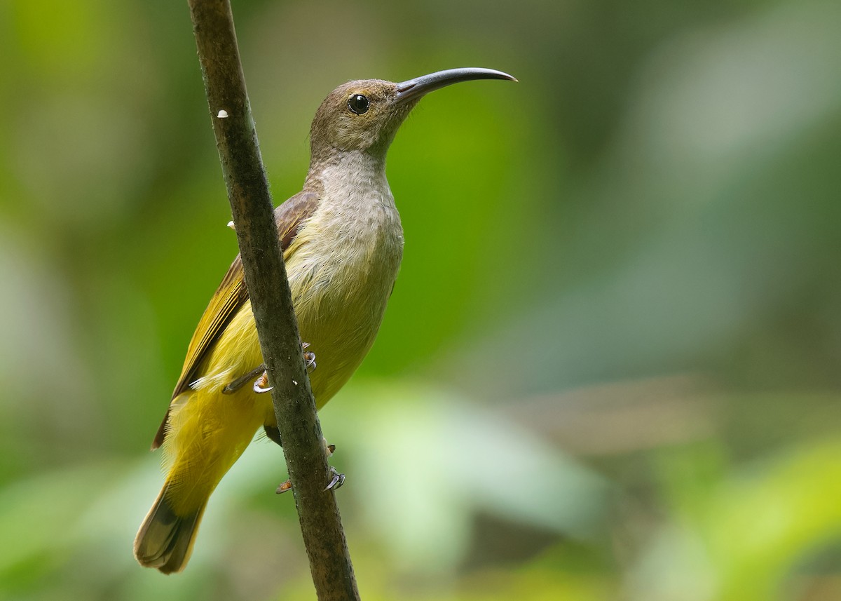 Thick-billed Spiderhunter - Ayuwat Jearwattanakanok