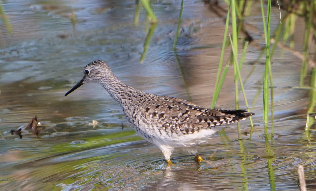 Greater Yellowlegs - ML577435751