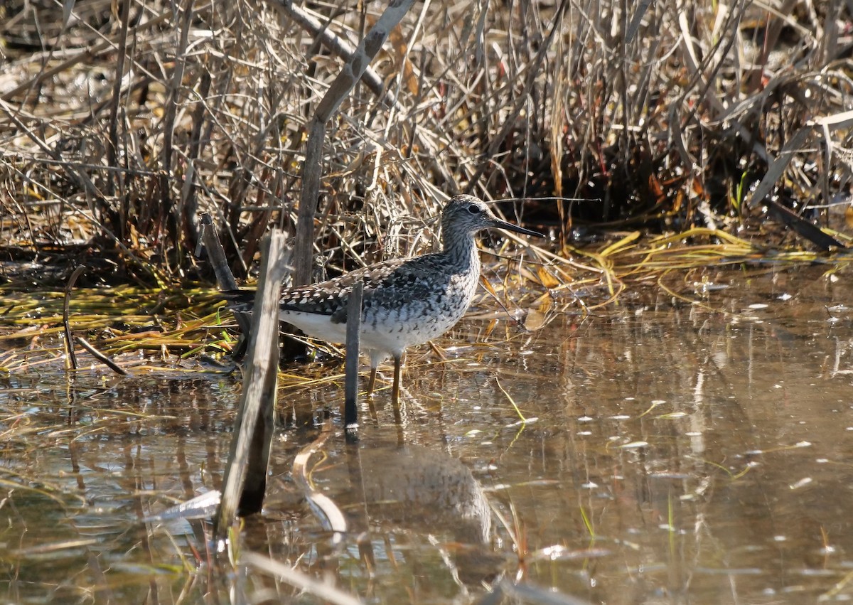 Greater Yellowlegs - ML577435761