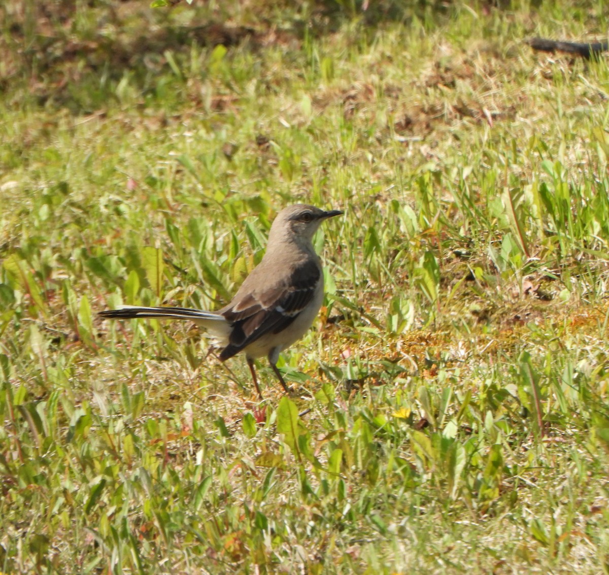 Northern Mockingbird - ML577435771