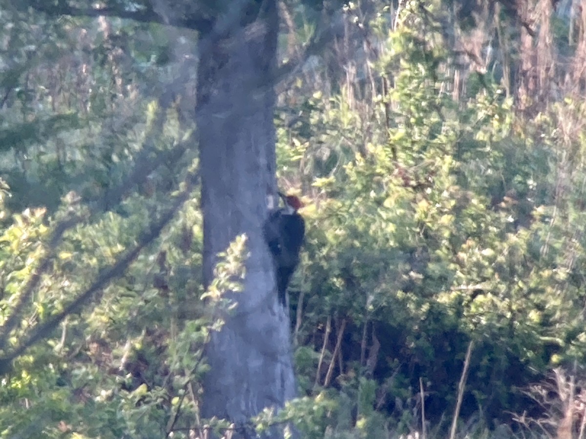 Pileated Woodpecker - André BERNARD