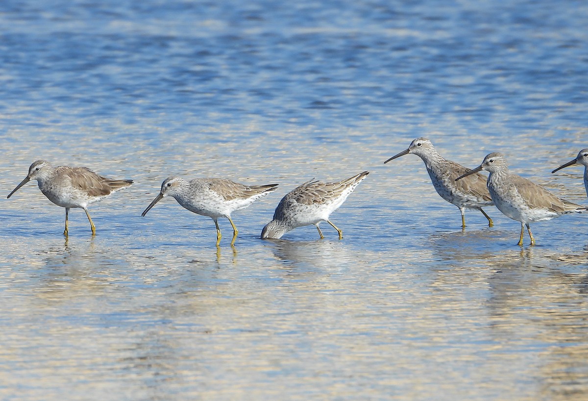 Stilt Sandpiper - ML577436031