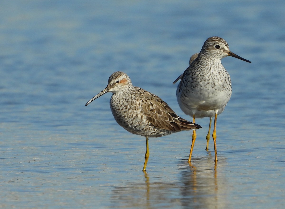 Stilt Sandpiper - ML577436081