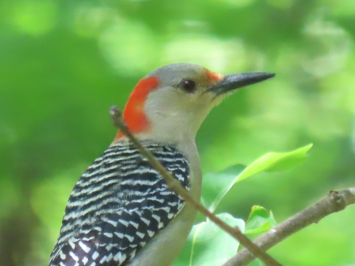 Red-bellied Woodpecker - ML577436211