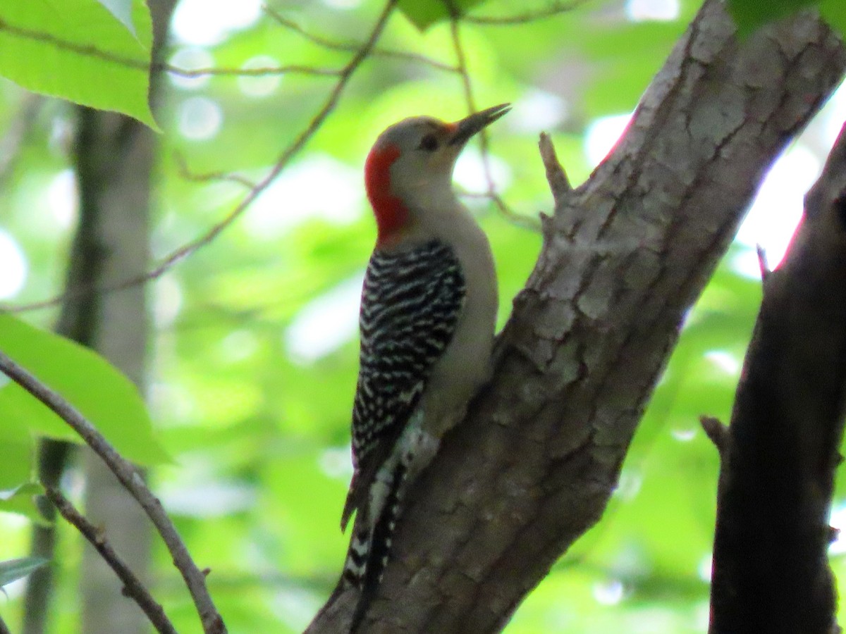 Red-bellied Woodpecker - ML577436311