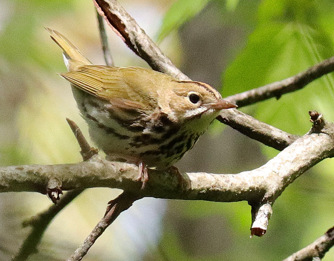 Paruline couronnée - ML577436381