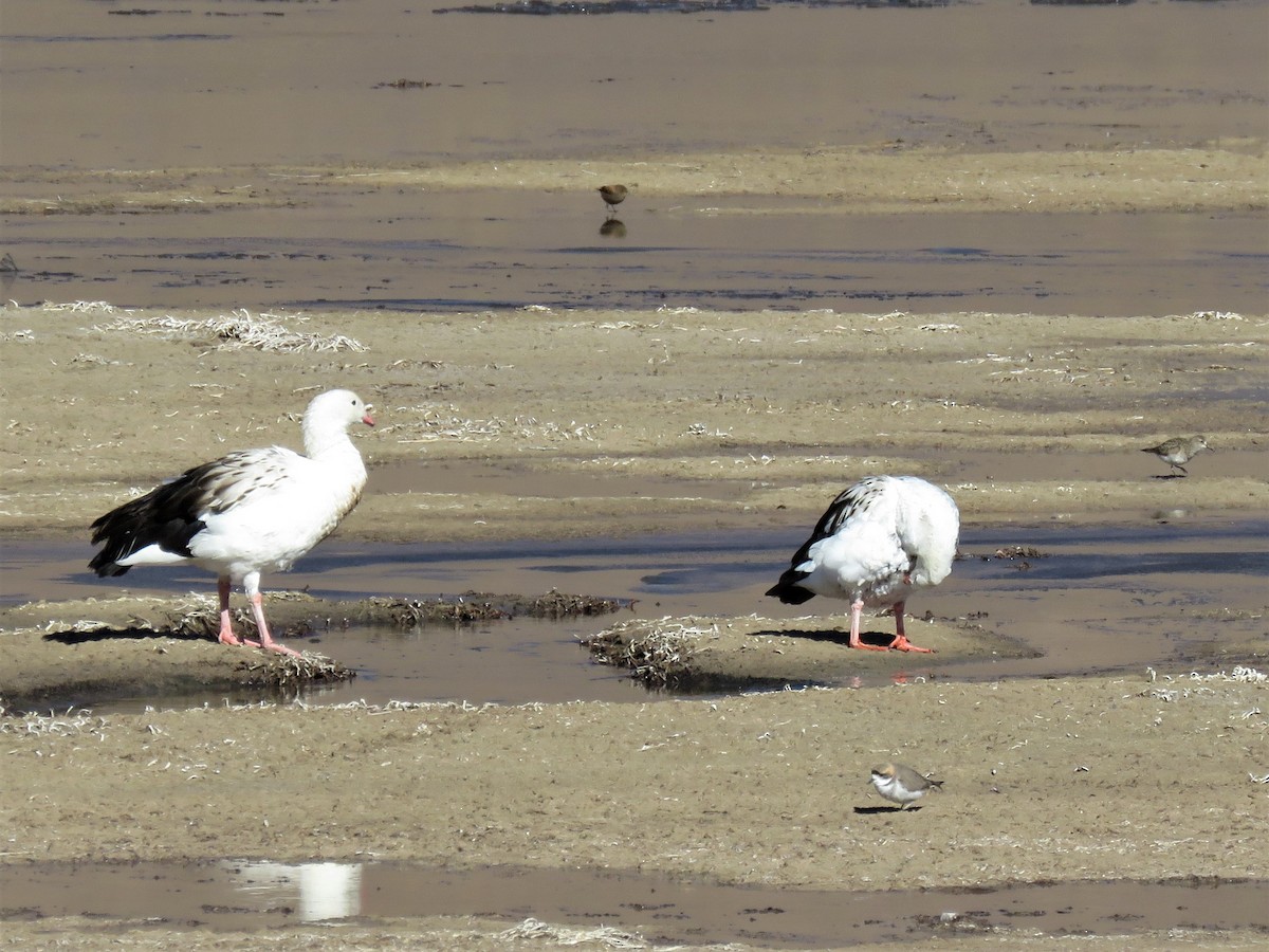 Andean Goose - ML577436651