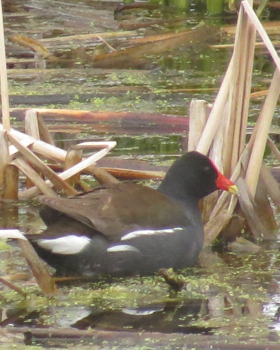 Common Gallinule - ML57743731