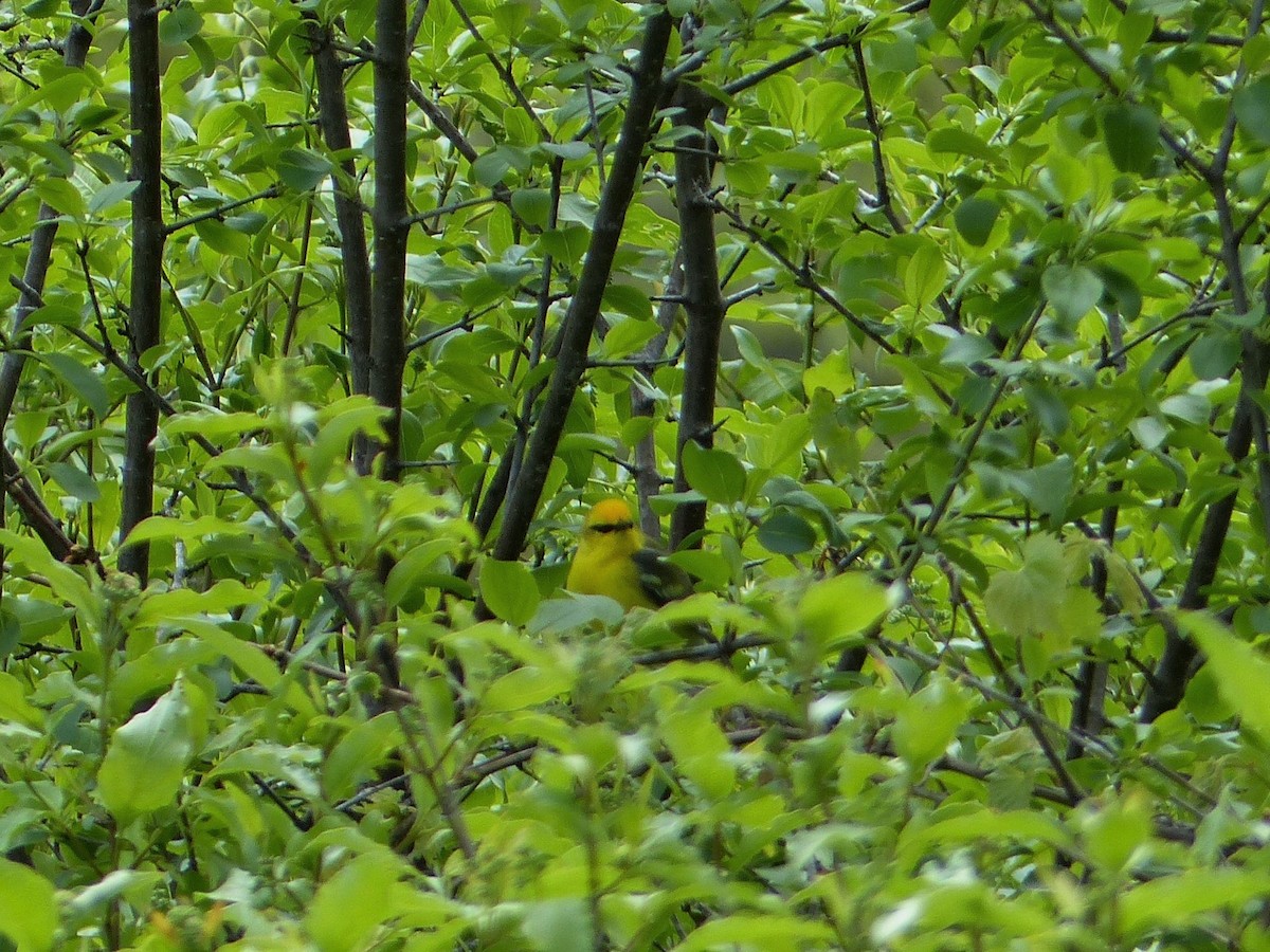 Blue-winged Warbler - ML577438361