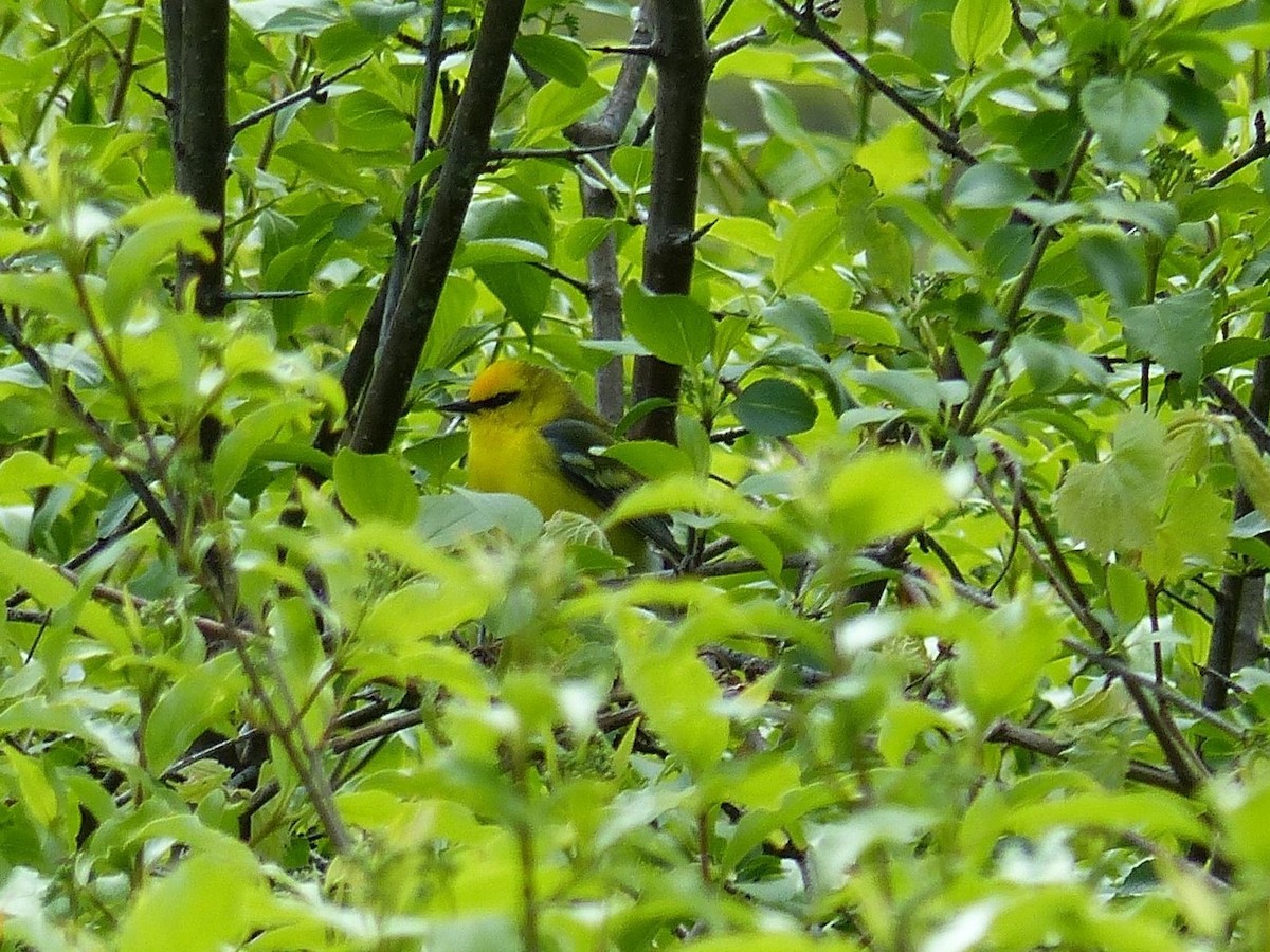 Blue-winged Warbler - ML577438441