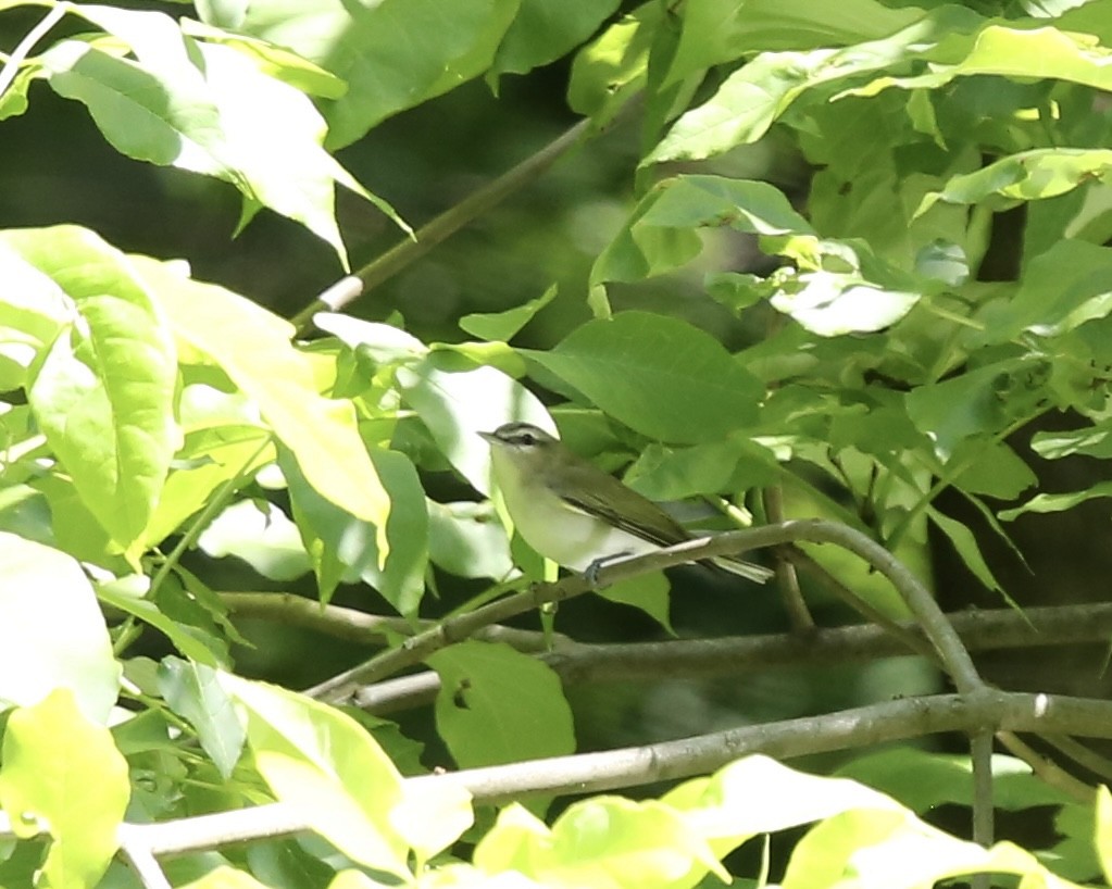 Red-eyed Vireo - ML577438701