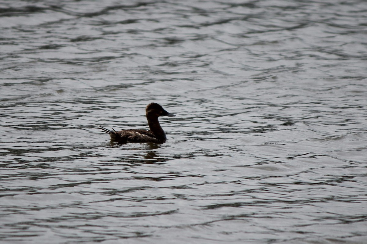 Ruddy Duck - ML57743901