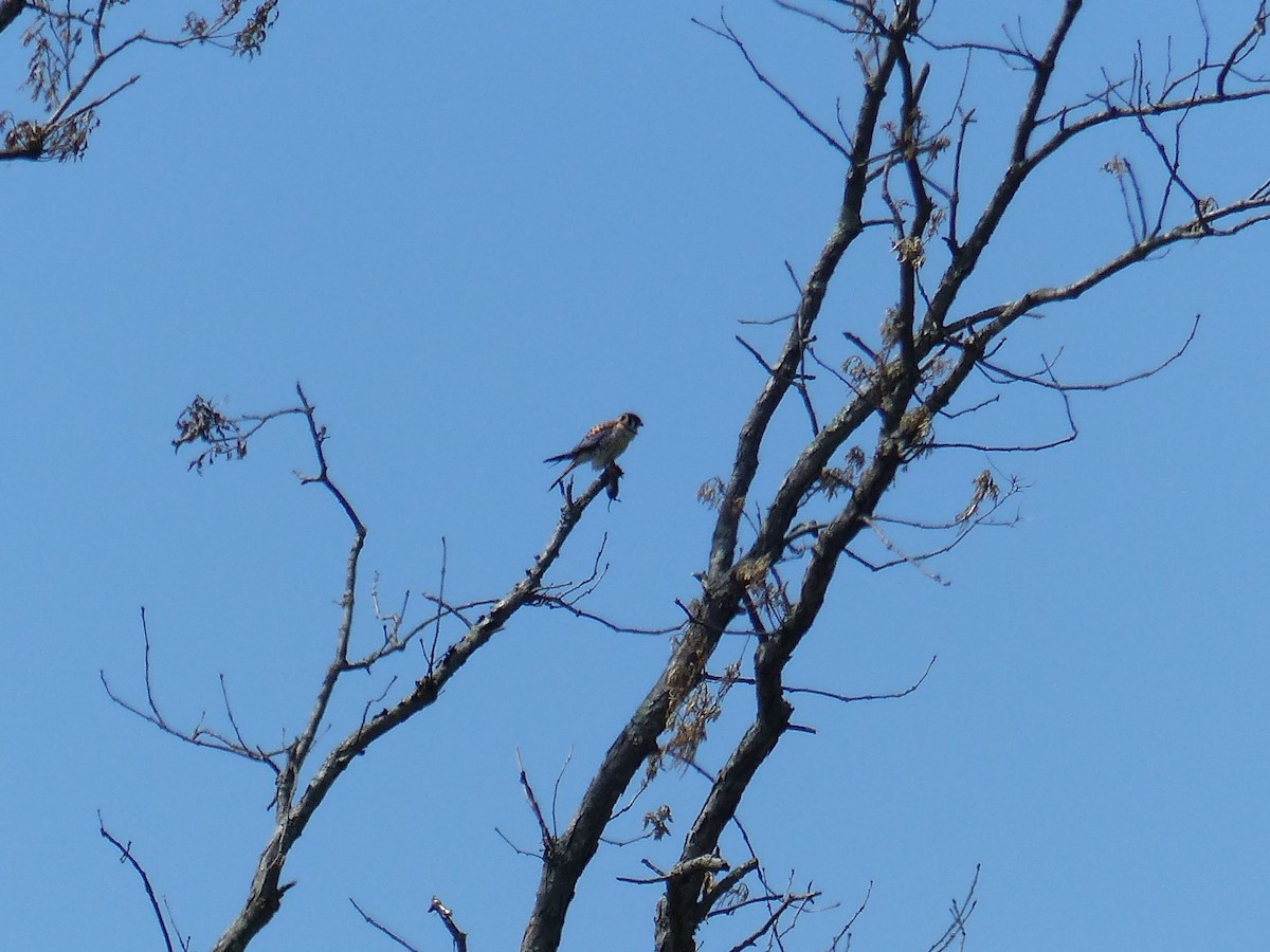 American Kestrel - ML577439171