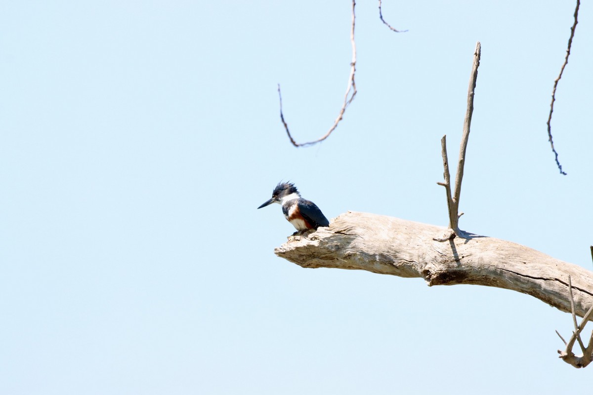 Belted Kingfisher - ML577439561