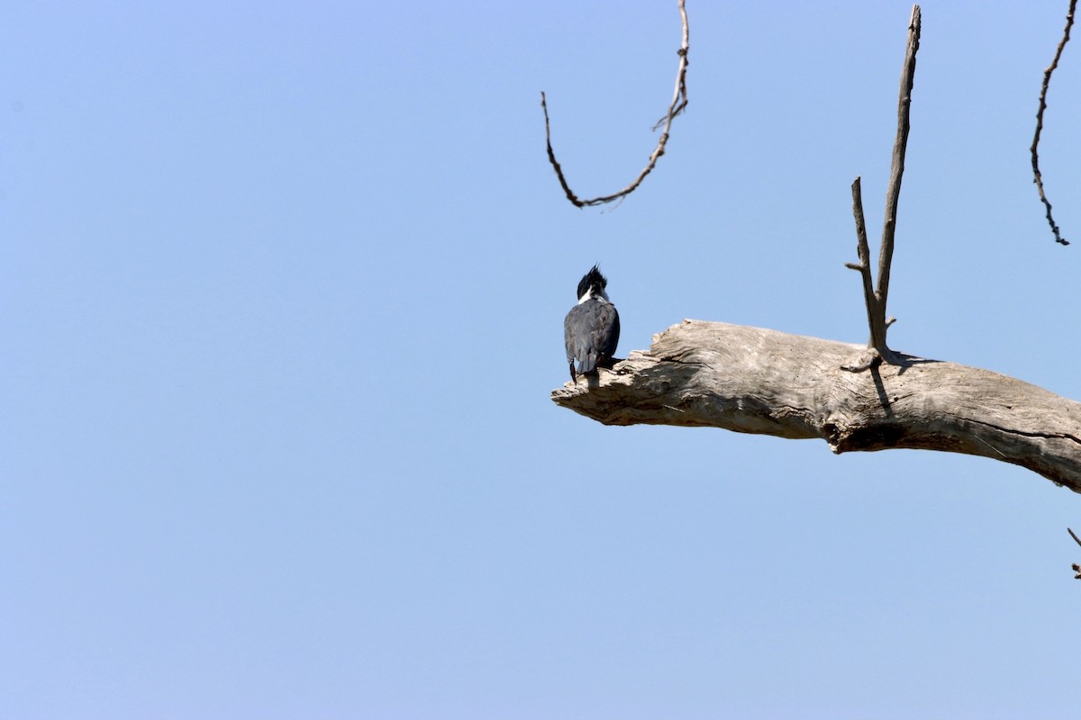 Belted Kingfisher - ML577439571