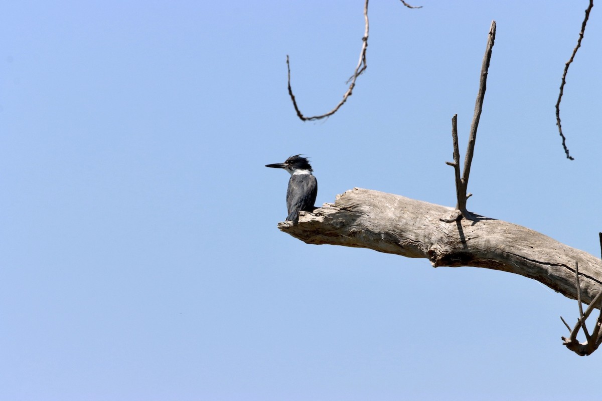 Belted Kingfisher - ML577439581