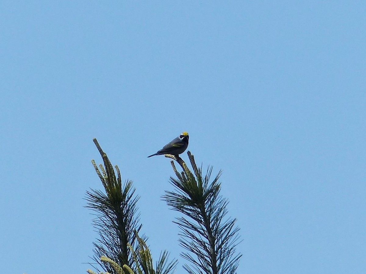 Golden-winged Warbler - ML577440271