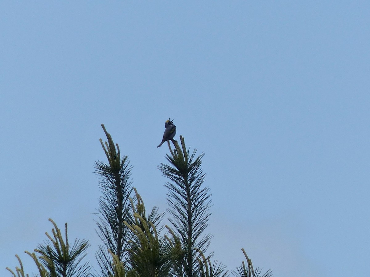 Golden-winged Warbler - Linda Gionti