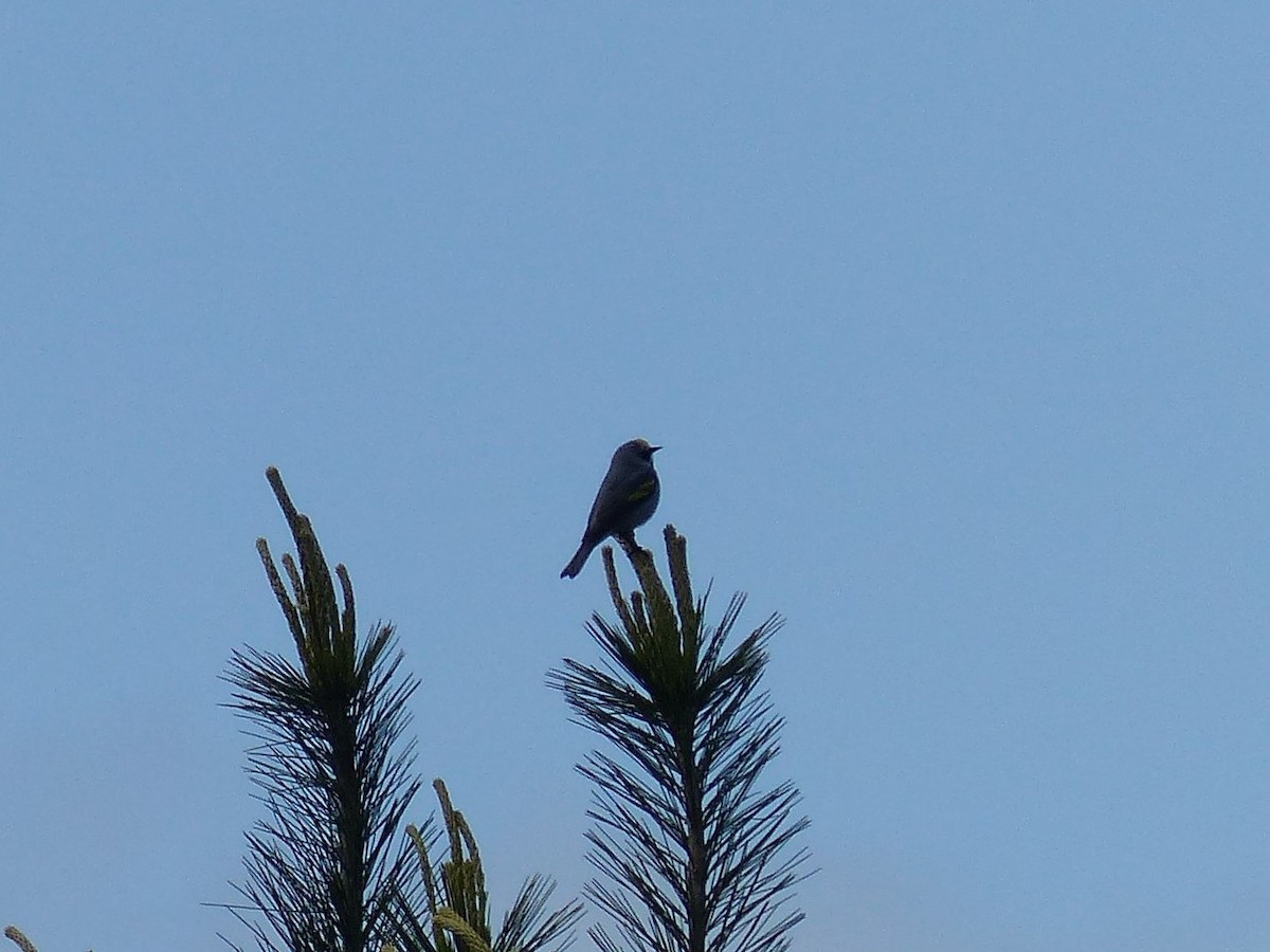 Golden-winged Warbler - ML577440321