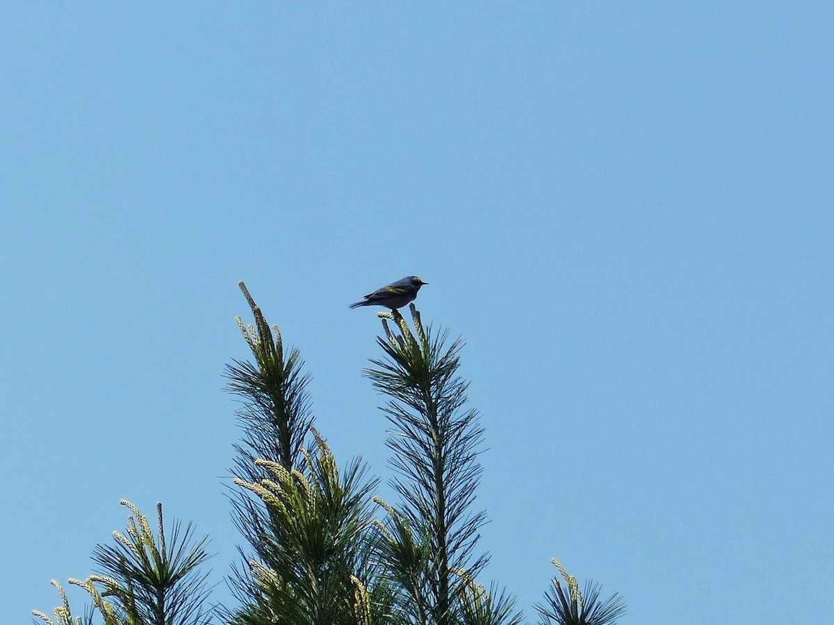 Golden-winged Warbler - ML577440331