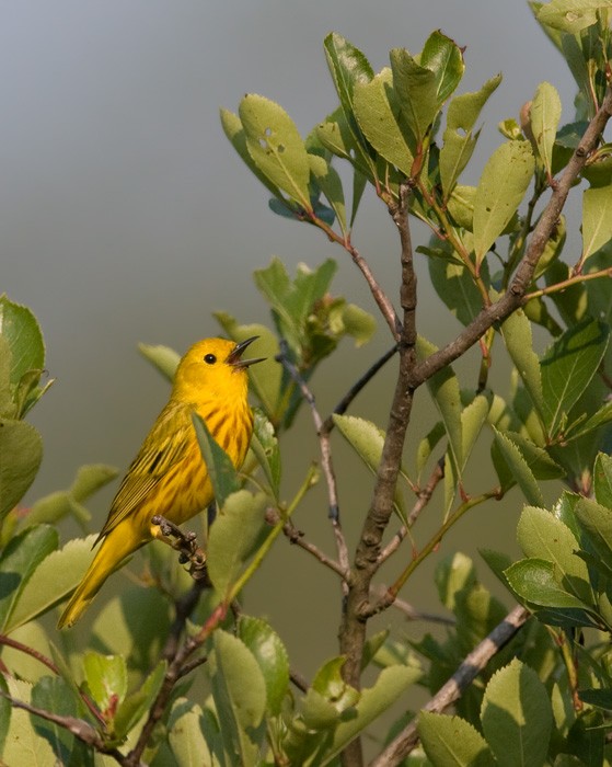 Yellow Warbler - Bill Hubick