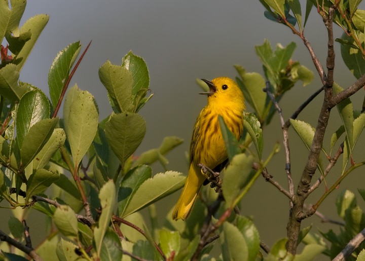 Yellow Warbler - Bill Hubick