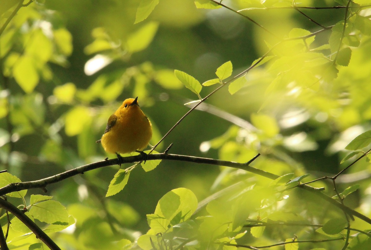 Prothonotary Warbler - ML577442911