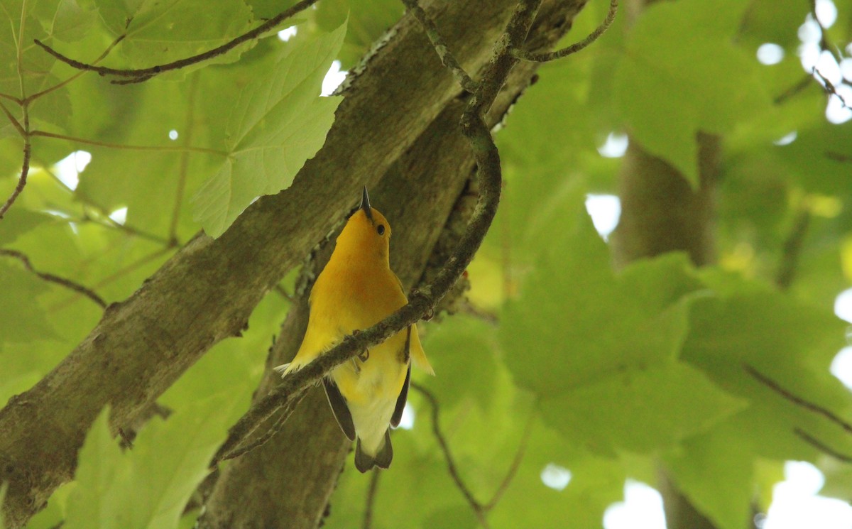 Prothonotary Warbler - ML577442921