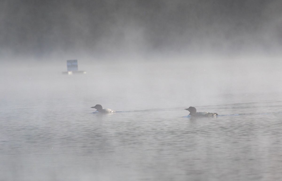 Plongeon huard - ML577442991