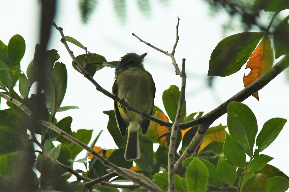 Yellow-olive Flatbill (Sooretama) - GILVAN JUNIOR