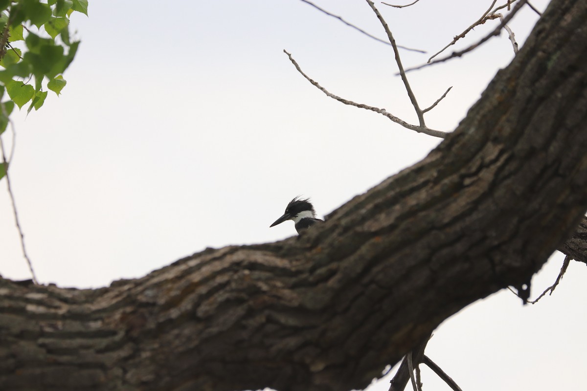 Belted Kingfisher - ML577445381