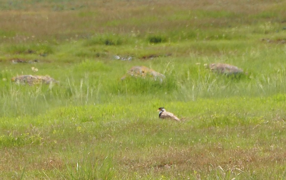 Banded Lapwing - Michael Honeyman