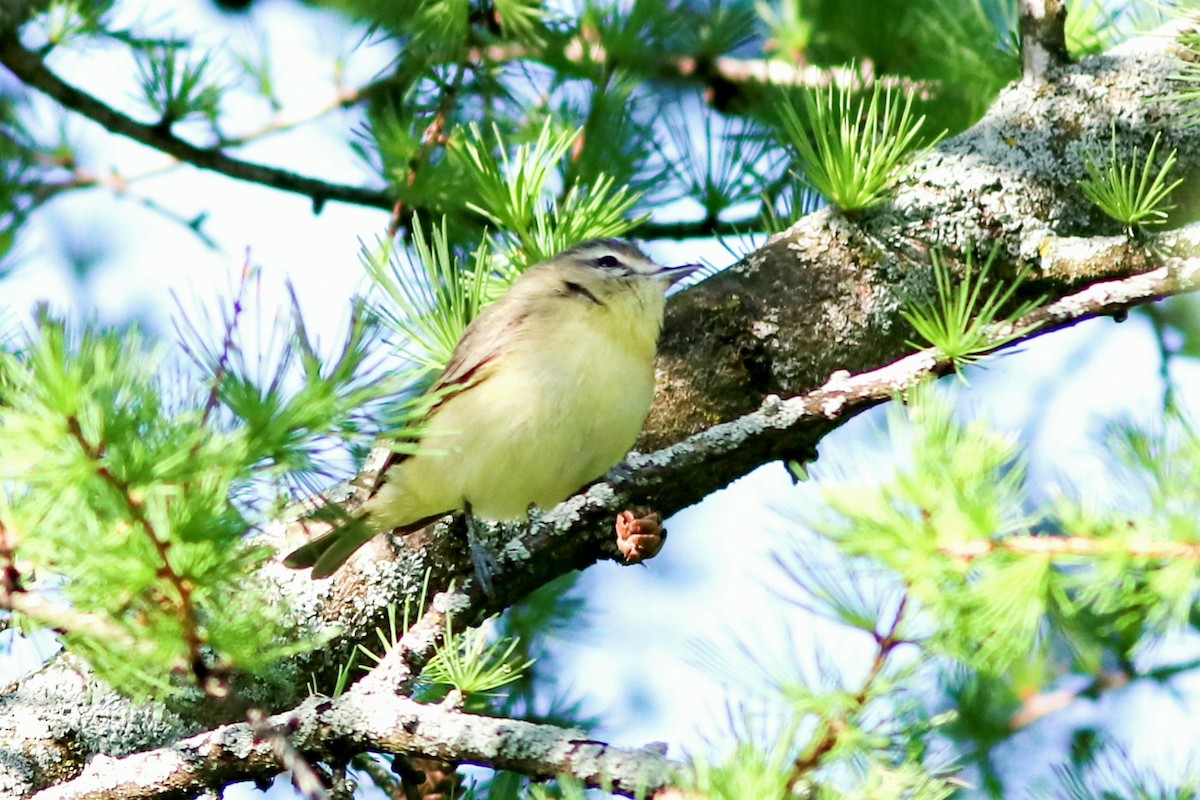 Philadelphia Vireo - ML577445731