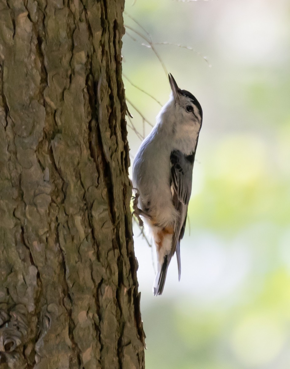 White-breasted Nuthatch - ML577445931