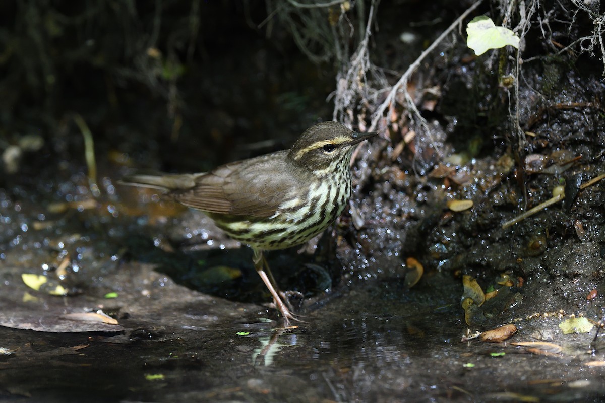 Northern Waterthrush - ML577446411